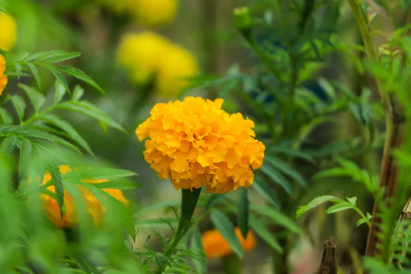 Sarı ve turuncu kadife çiçekleri (tagetes) çiçek açar