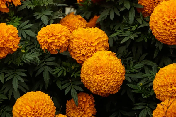 Bahçede sarı kadife çiçekleri açıyor..