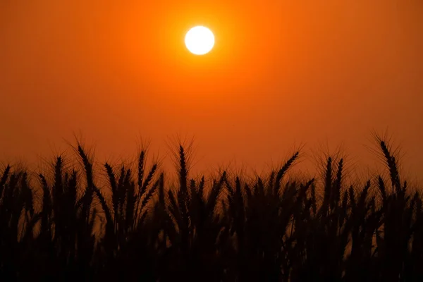 stock image Golden sunset over wheat field