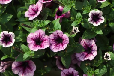 Rengarenk petunyalar ile flowerbed / görüntü tam renkli Petunya (Petunya boş) çiçek