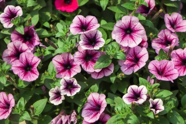 flower arrangement of purple petunias with dark veins and white calibrachoa in the garden