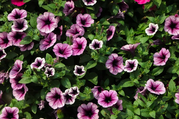 Flower Arrangement Purple Petunias Dark Veins White Calibrachoa Garden — Stock Photo, Image