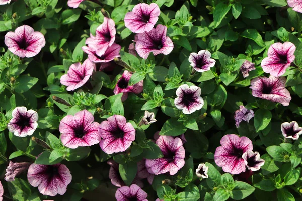 Purpurowe Kwiaty Petunii Ogrodzie Okresie Wiosennym — Zdjęcie stockowe