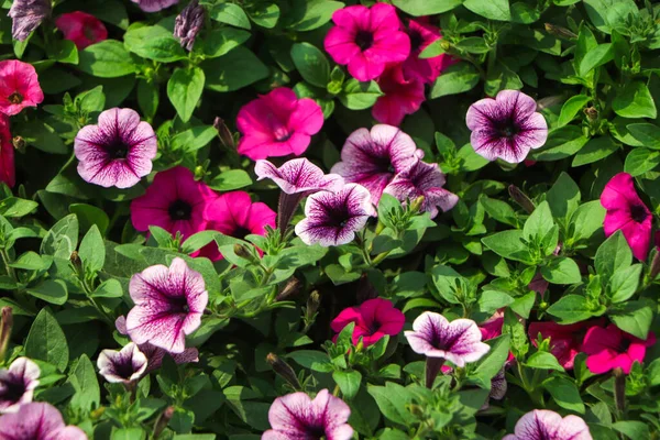 Fiori Petunia Viola Giardino Primavera — Foto Stock