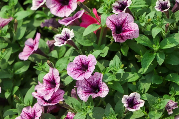 Фиолетовые Цветы Петунии Саду Весной Мелкая Глубина Резкости — стоковое фото