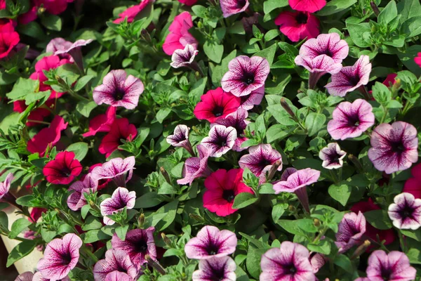 Arranjo Flores Petúnias Roxas Com Veias Escuras Calibrachoa Branco Jardim — Fotografia de Stock