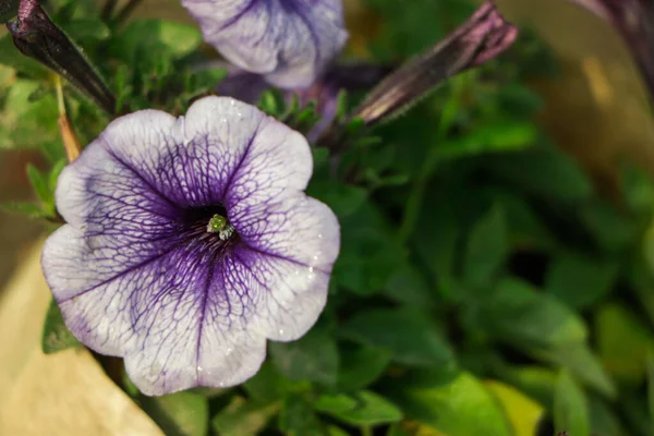 Renkli petunya çiçekleri kapanıyor. Kırmızı çiçekli Petunya bitkisi. Yakın plan Petunya çiçekleri. Bahçedeki kırmızı Petunya çiçekleri.