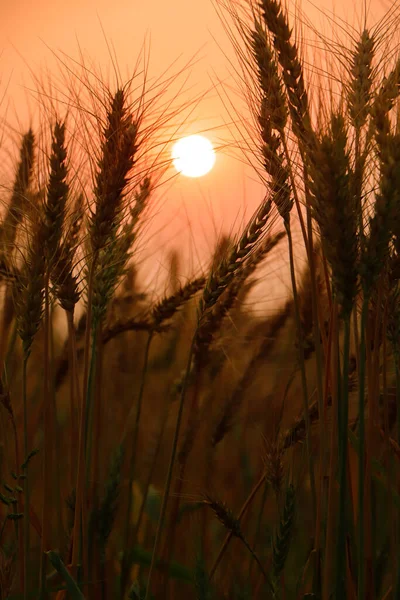 Golden Ears Wheat Field Sunset Light — Stock Photo, Image