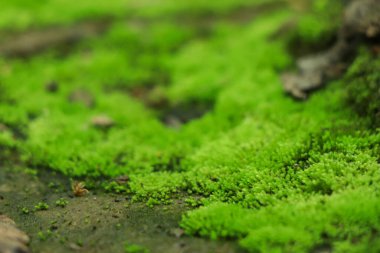 Moss texture. Moss background. Green moss on grunge texture, beautiful in nature