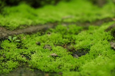 Doğada doğal yosun. Yeşil yosun arkaplan dokusu.