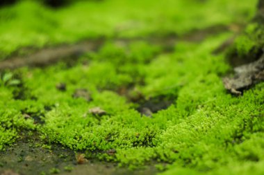 Yeşil yosun dokusu. Yeşil arka plan. Yeşil doku. Yeşil duvar. Duvar dekorasyonu. Yosun dekoru