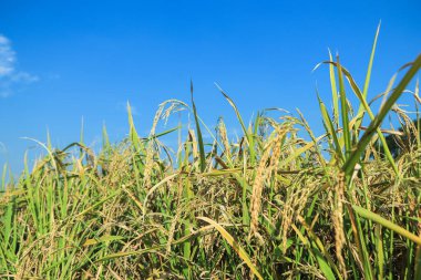 Olgun pirinç tarlası ve gökyüzü arkaplanı gün batımında güneş ışınlarıyla