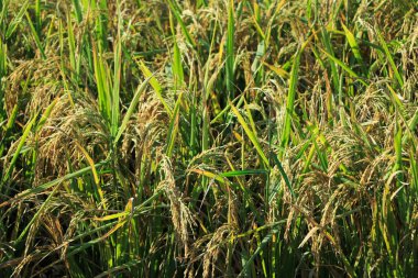 Paddy field and ear of rice near harves