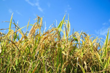 Pirinç ve mavi gökyüzü kulakları. Pirinç kulaklarını kapat.