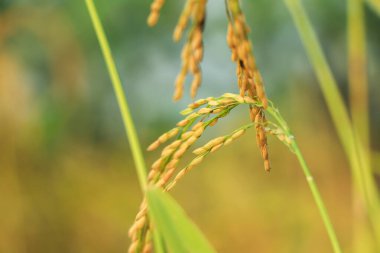 Sonbahar çeltik tarlasında yetişen altın pirinç tarlası pirinç kulağı.
