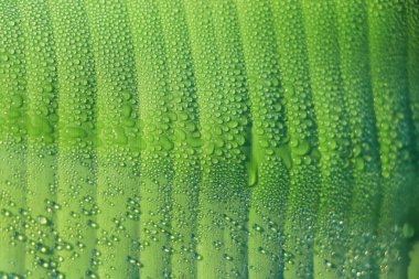 Su damlacıklı yeşil muz yaprağı