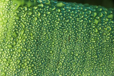 Su damlalı muz yaprağı