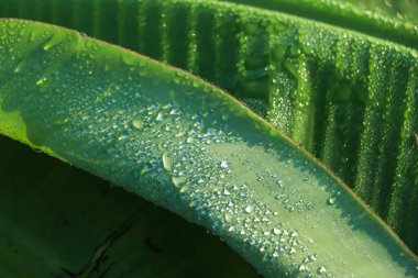 banana leaf with droplet, striped natural green background