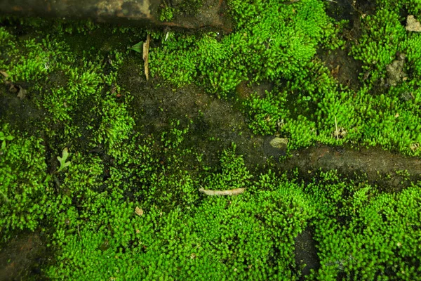 Цілісність Лісу Національний Парк Красивий Зелений Мох Підлозі Мох Крупним — стокове фото