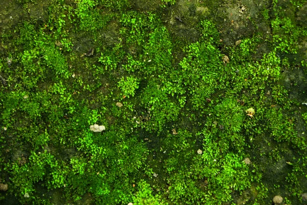 Erdő Integritása Nemzeti Park Gyönyörű Zöld Moha Padlón Moha Közelkép — Stock Fotó