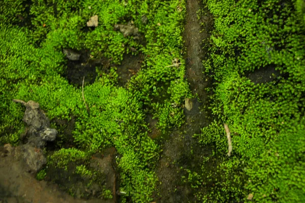 Hermoso Musgo Verde Brillante Crecido Cubrir Las Piedras Ásperas Suelo —  Fotos de Stock