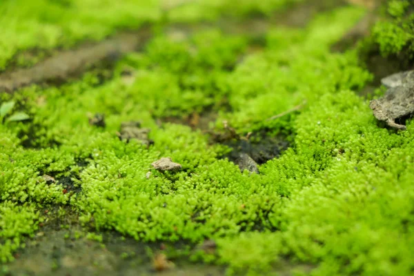 Fondo Musgo Fondo Musgo Verde Fondo Verde Moss Fondo Papel —  Fotos de Stock
