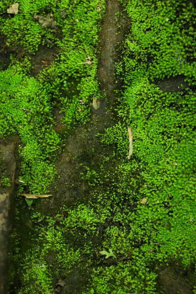 Textura Fondo Musgo Verde Hermosa Naturaleza —  Fotos de Stock
