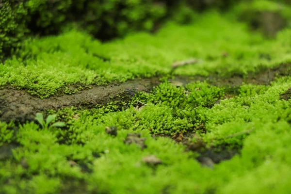 Повзрослевшие Bright Green Покрывают Грубые Камни Лежат Полу Лесу Показать — стоковое фото