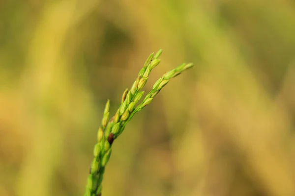 Reisohren Nahaufnahme Von Reissamen Reisboden Schöne Goldene Reisfeld Und Ähre — Stockfoto