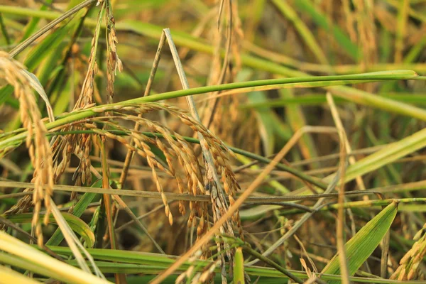 Brown rice plant agriculture in asia