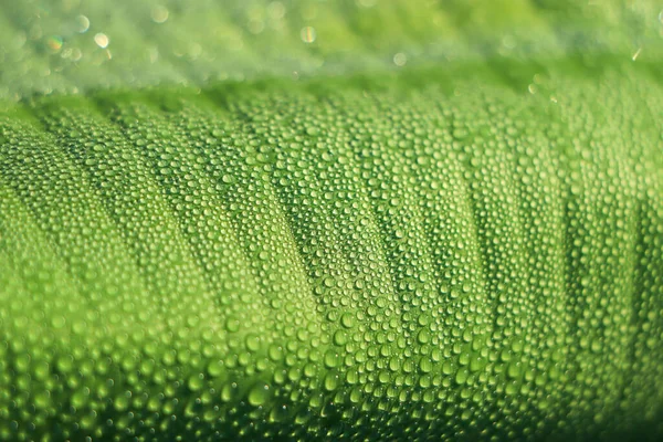 Капля Воды Крупным Планом Зеленом Свежем Банановом Листе — стоковое фото