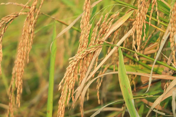 Close-up to thai rice seeds in ear of paddy.Beautiful golden rice field and ear of rice.