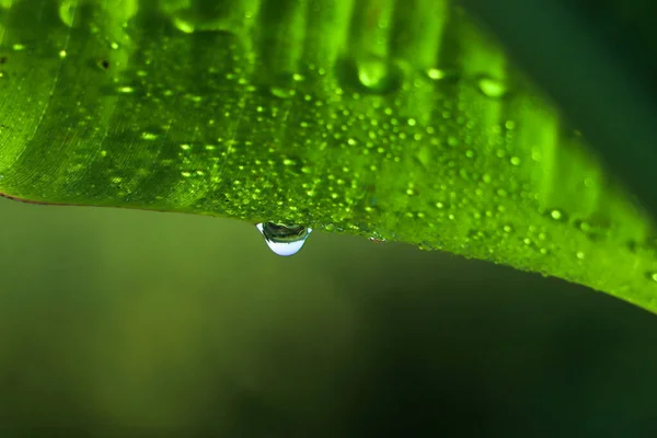Grünes Bananenblatt Mit Wassertropfen — Stockfoto