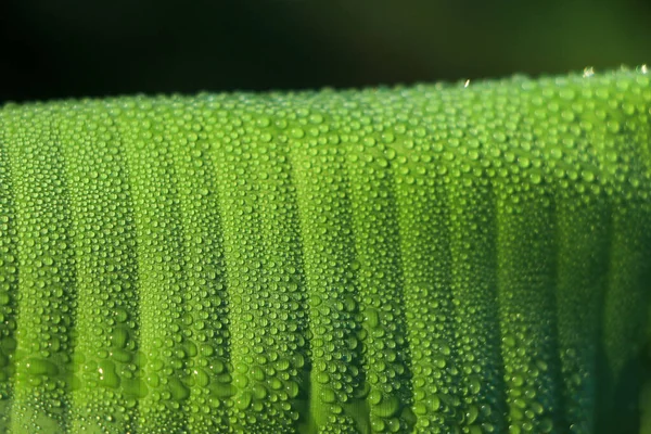 Folha Banana Verde Bonita Com Gotas Água — Fotografia de Stock