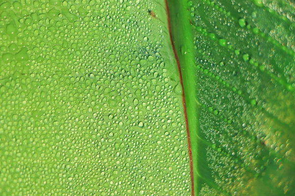 バングラデシュの朝露と緑のバナナの葉のマクロな質感 — ストック写真