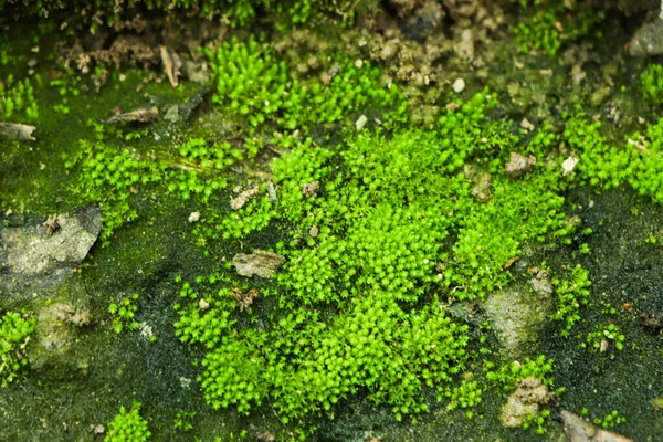 Moss green texture. Moss background. Green moss on grunge texture, background. Long web banner