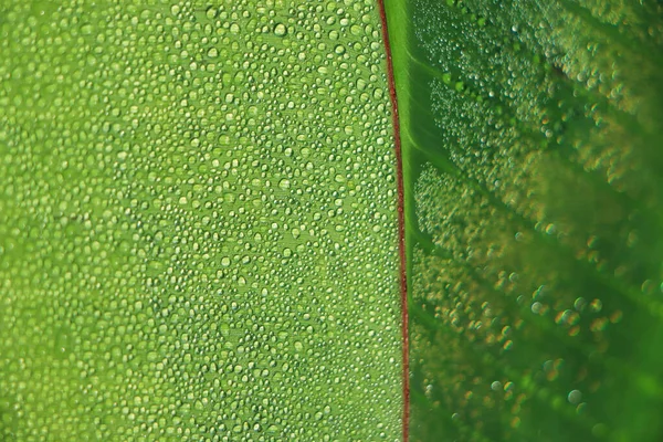 Light Red Banana Leaf Water Drop Dew Drop Winter Season — Φωτογραφία Αρχείου