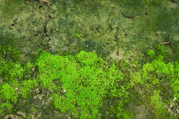 Decorative green moss used for interior design as creative background, decoration of modern living and office spaces