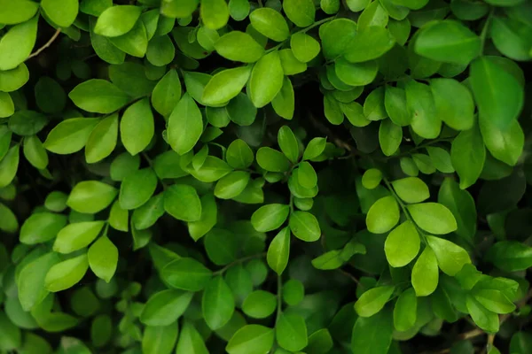 森の緑の葉の壁の背景 — ストック写真