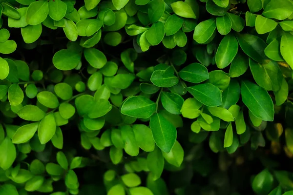 Skogsbakgrund Grönt Löv Med Mörkgrön Ton — Stockfoto