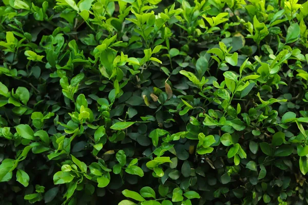 Grünes Blatt Hintergrund Wald — Stockfoto