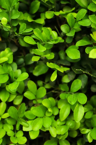 自然の森の中に緑の葉 — ストック写真