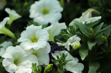Bangladeş 'te yetişen klasik beyaz petunya çiçekleri