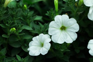 Beyaz petunya çiçeğine odaklan