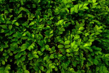 Doğa yeşil tropikal orman tesisi, duvar dokusu siyah arka plan üzerine bırakır..