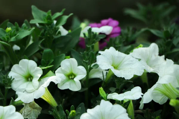 Biały Kwiat Petunii Zielonym Tłem — Zdjęcie stockowe