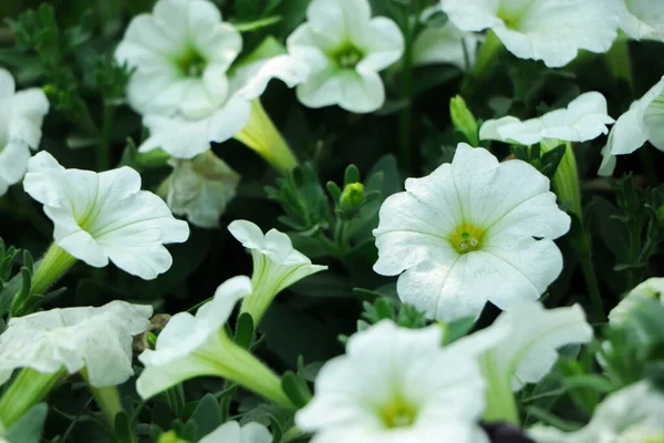 Petunia Easy Wave Color White Flower Beautiful Blurred Nature Background — Stock Photo, Image