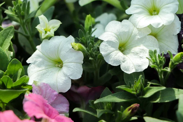 Selective Focus White Petunia Flower — Stock Photo, Image
