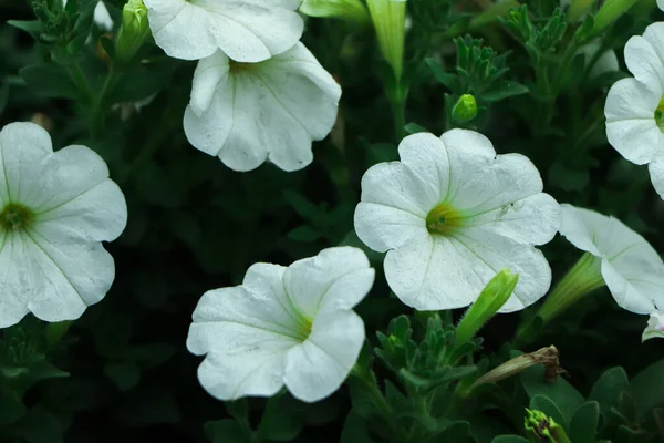 Classic White Petunia Flowers Growing Bangladesh — Stock Photo, Image