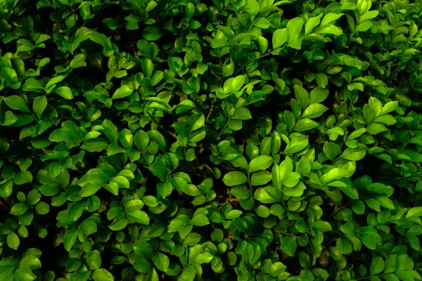 Natureza Folhas Verdes Textura Parede Planta Floresta Tropical Sobre Fundo — Fotografia de Stock